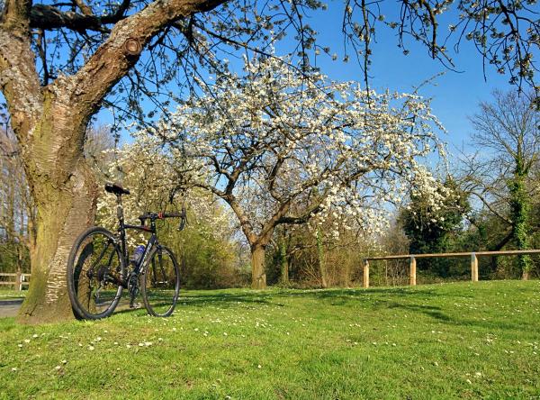 A touring bicycle leaning against a tree trunk in a park setting. Behind the bike is a beautiful apple tree in full white blossom against a clear blue sky. The scene is set on green grass with other trees visible in the background.
