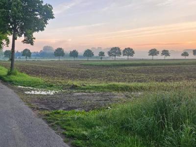 Misty sunrise over flat fields seen from a tree‑lined country lane.