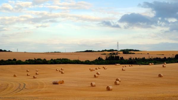 A wide view of a golden farmland with harvested bales of hay scattered across gently rolling fields under a partly cloudy sky.