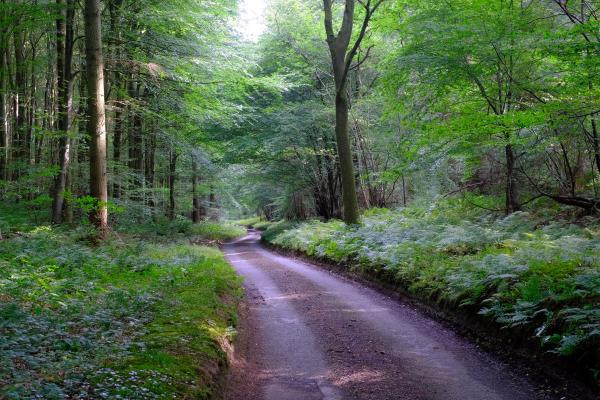 A narrow lane winds through a dense, green woodland. Tall trees with leafy canopies shade the road, and ferns and undergrowth cover the forest floor, creating a lush, secluded atmosphere.