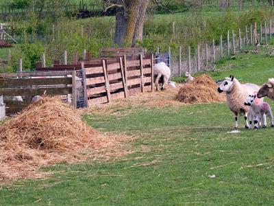 Lambing season. 80 and 81 sticking together. Perhaps they're sisters Ewes and lambs with red number markings standing by hay piles in a farm pen.