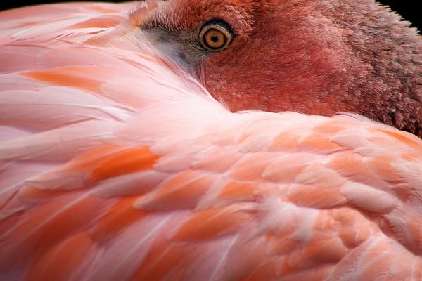 A close-up view of a flamingo shows its intense yellow eye and curved beak nestled into its soft pink and orange feathers. The feather details are sharp, and the composition highlights the textures and color variations on the bird.