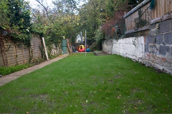 Young grass seedlings emerging across garden plot, showing early growth stage with soil still visible between green shoots