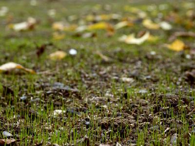 Close-up view of new grass seedlings sprouting from dark soil with fallen leaves scattered around