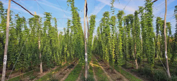 A commercial hop farm showing rows of tall hop plants growing on vertical trellis systems with wooden poles and wire supports. The green hop vines climb up strings in organised rows, creating a lush green corridor effect under a blue sky with white clouds