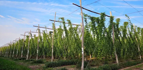 Another view of a hop farm with mature hop plants growing on a structured trellis system. Wooden posts support horizontal wires from which the hop bines hang vertically, creating dense green walls of foliage stretching into the distance across the agricultural field.