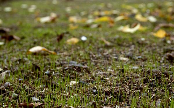 Close-up macro shot of newly sprouted grass seedlings emerging from soil after seven days, showing delicate green blades among scattered autumn leaves and soil particles