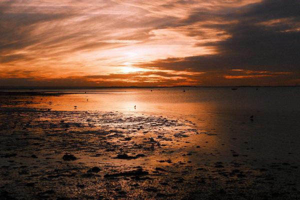 Sunset over Whitstable beach at low tide, with the sun glowing orange behind streaky clouds. Wet sand reflects the warm light, dotted with rocks, seaweed and wading birds, while small boats sit on the horizon.